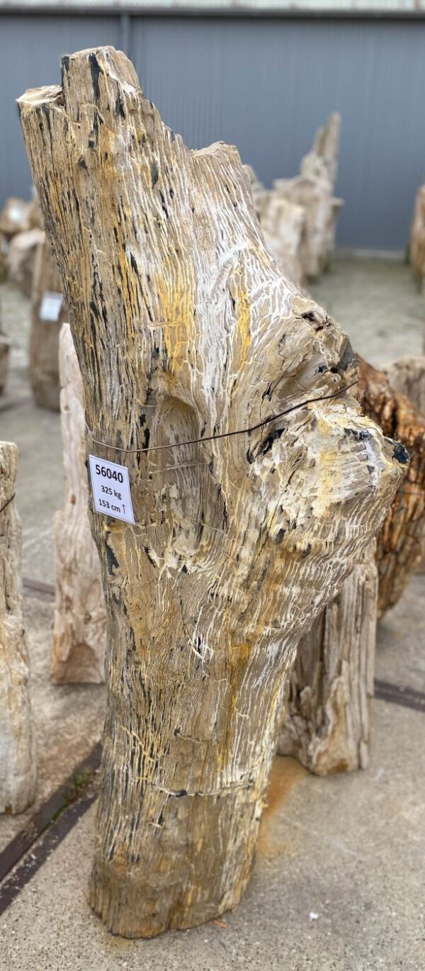 Memorial stone petrified wood 56040