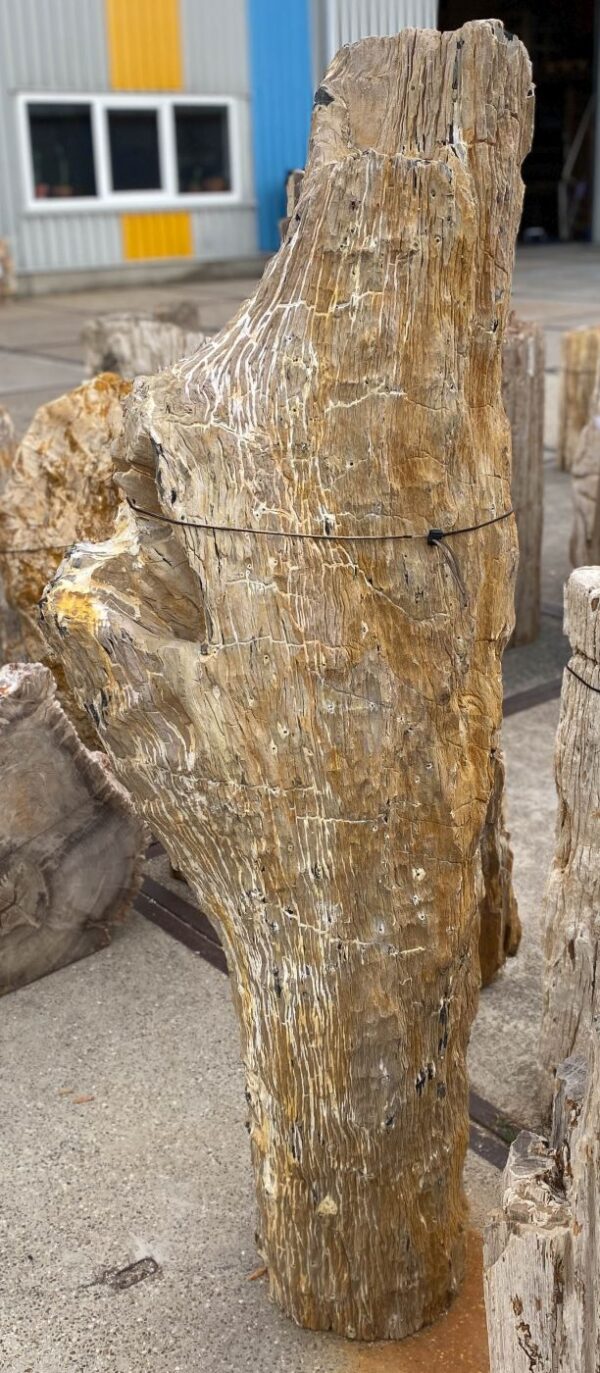 Memorial stone petrified wood 56040