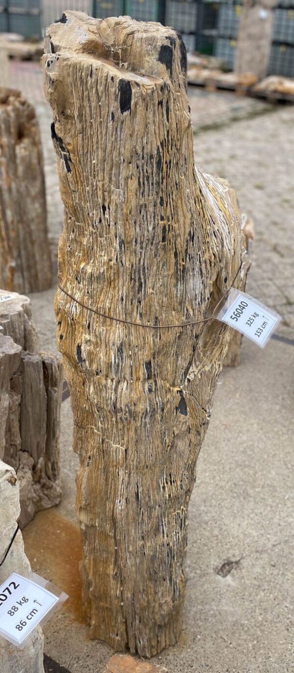 Memorial stone petrified wood 56040