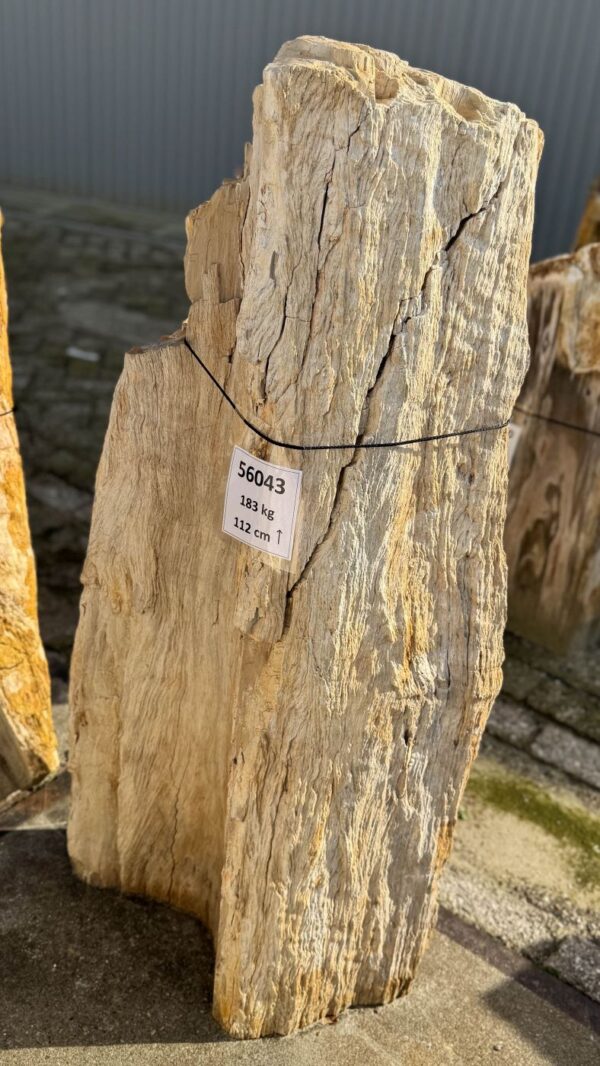 Memorial stone petrified wood 56043