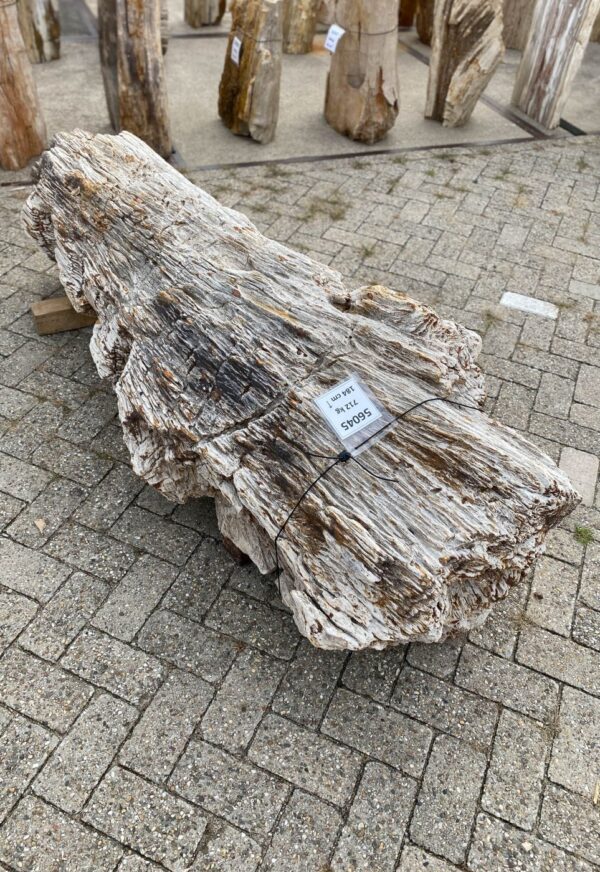 Memorial stone petrified wood 56045