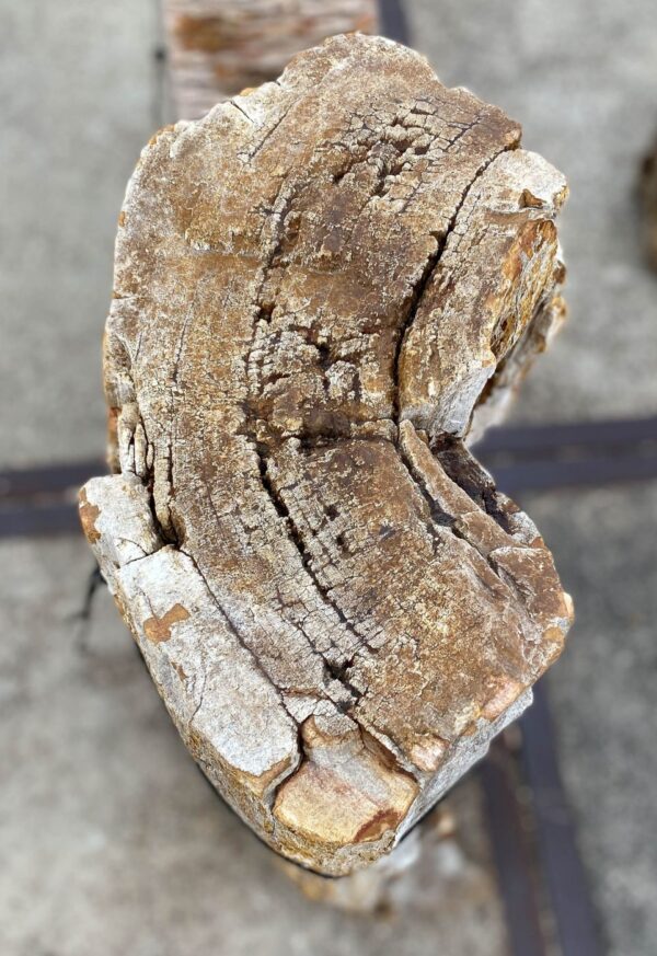 Memorial stone petrified wood 56046