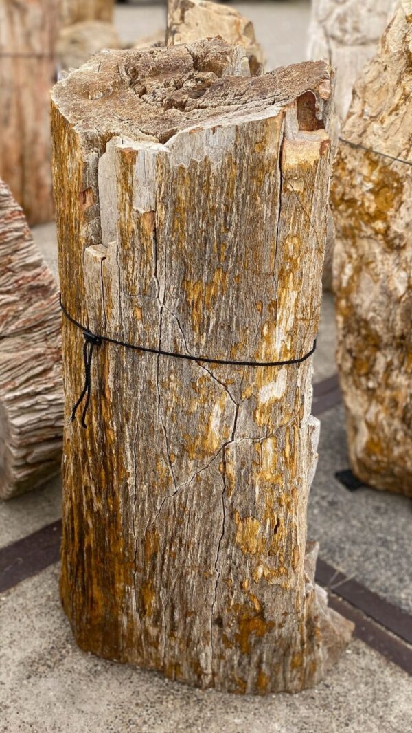 Memorial stone petrified wood 56046