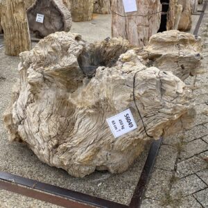 Memorial stone petrified wood 56049