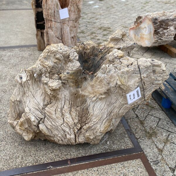 Memorial stone petrified wood 56049