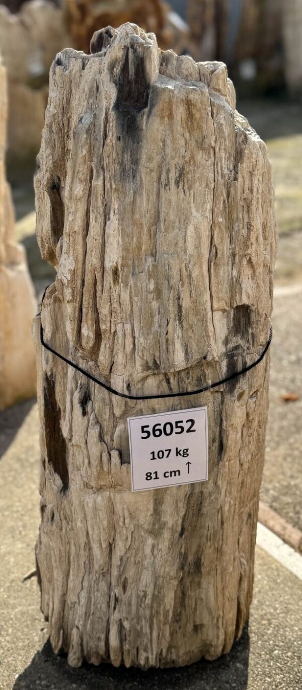 Memorial stone petrified wood 56052