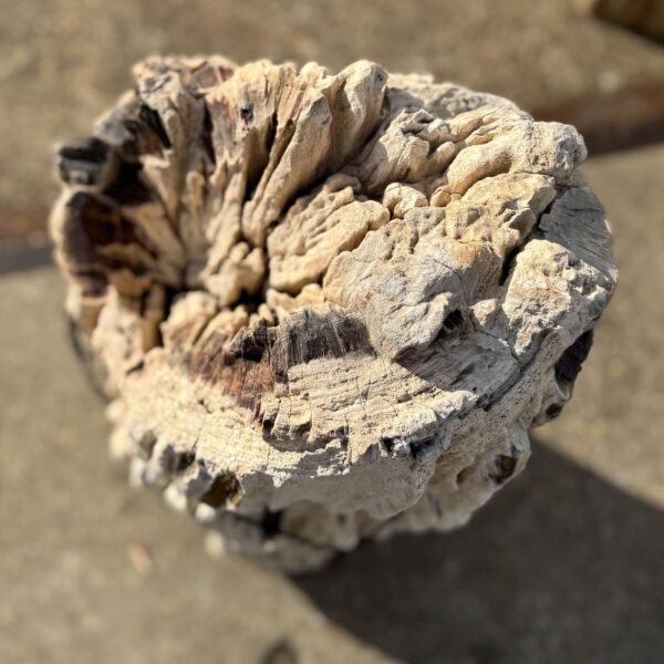 Memorial stone petrified wood 56052