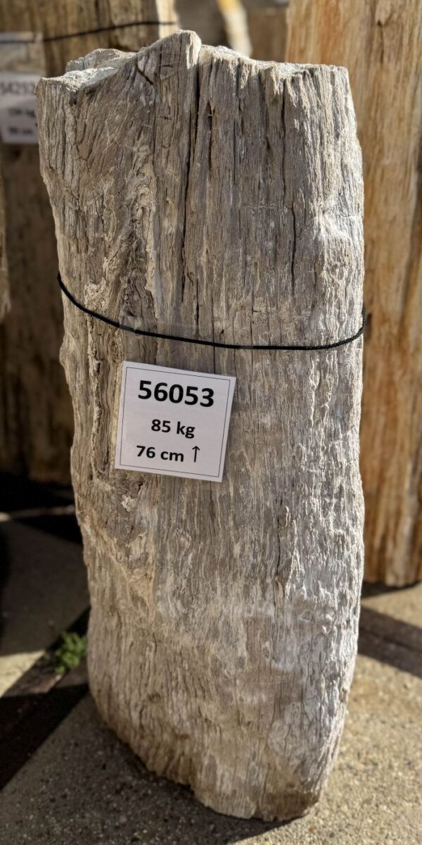 Memorial stone petrified wood 56053