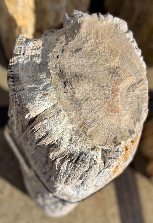 Memorial stone petrified wood 56053