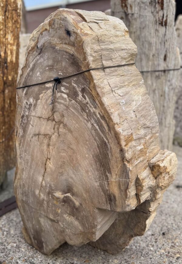 Memorial stone petrified wood 56055