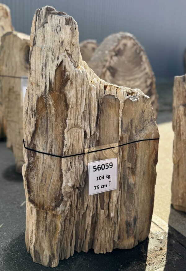 Memorial stone petrified wood 56059