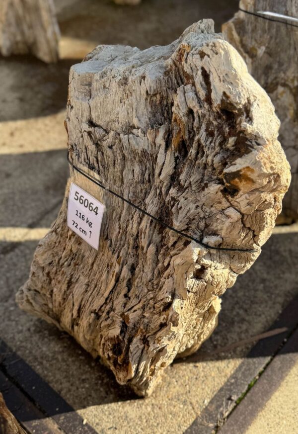 Memorial stone petrified wood 56064