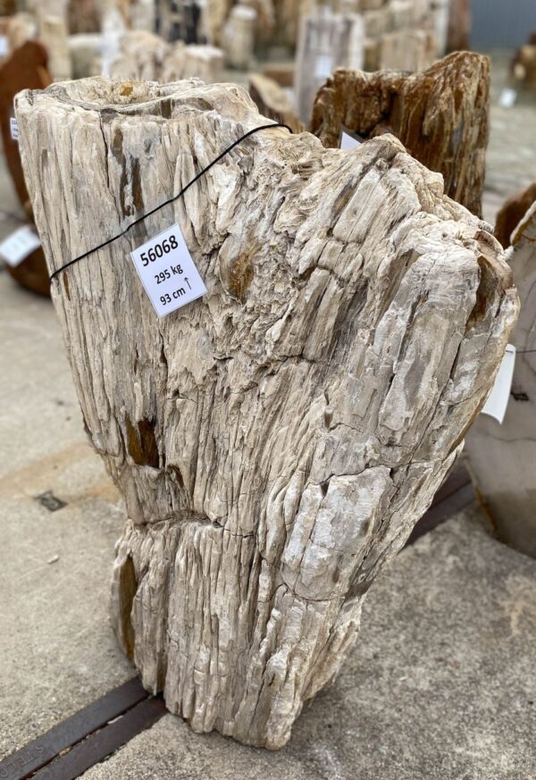 Memorial stone petrified wood 56068