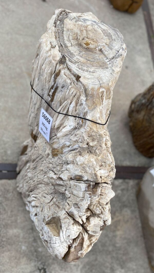 Memorial stone petrified wood 56068