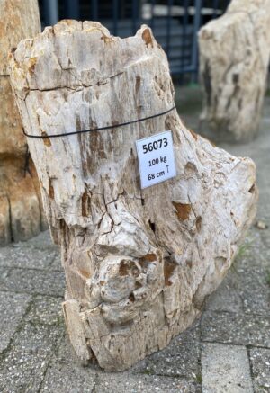 Memorial stone petrified wood 56073