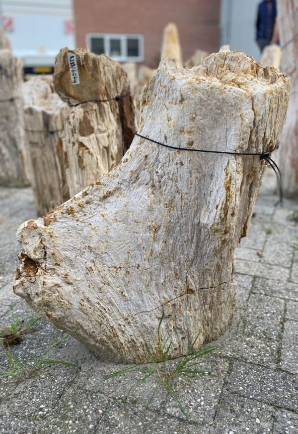 Memorial stone petrified wood 56073