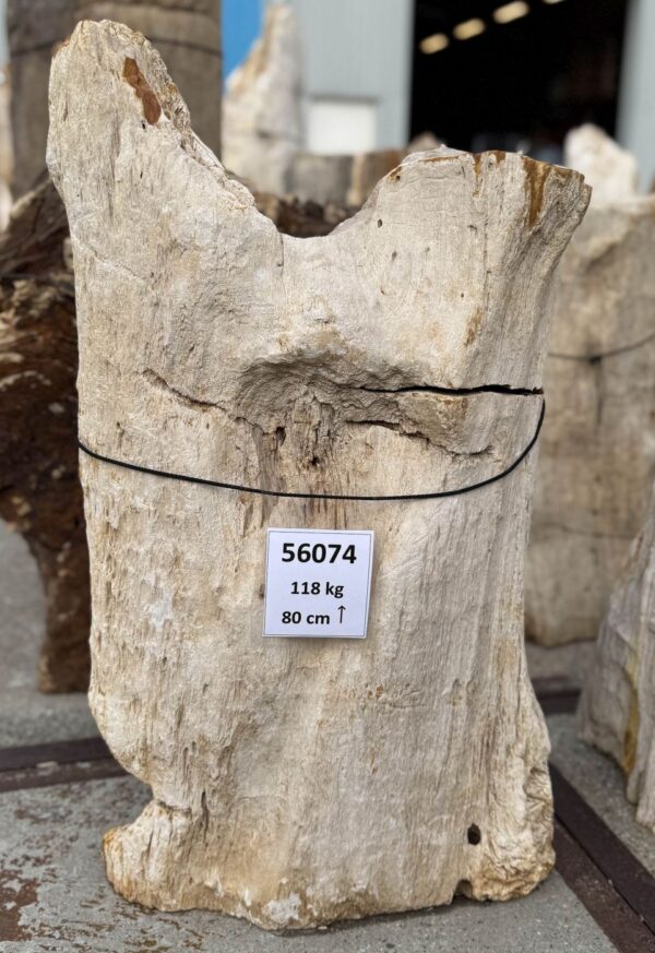 Memorial stone petrified wood 56074