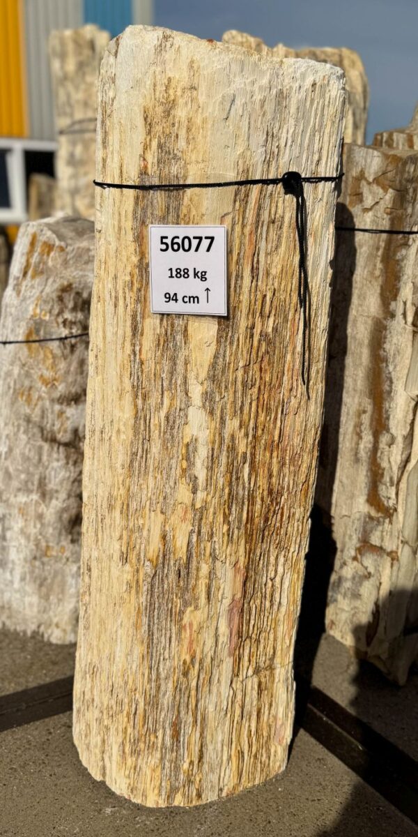 Memorial stone petrified wood 56077