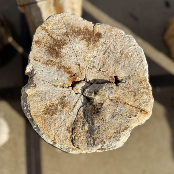 Memorial stone petrified wood 56077