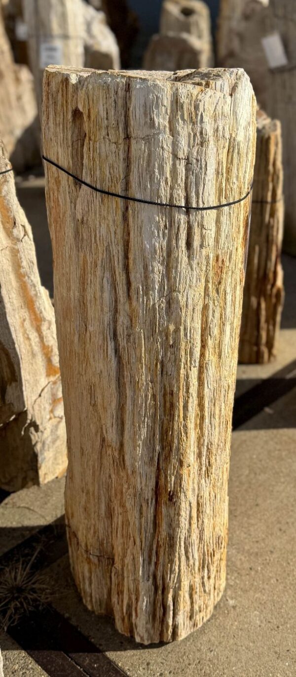 Memorial stone petrified wood 56077