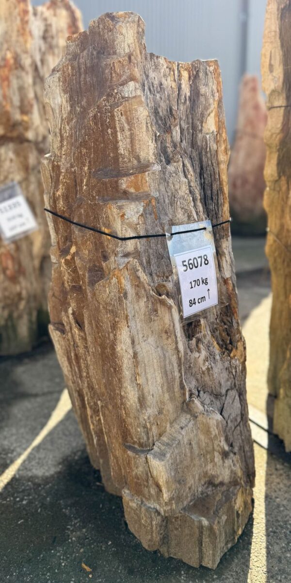 Memorial stone petrified wood 56078