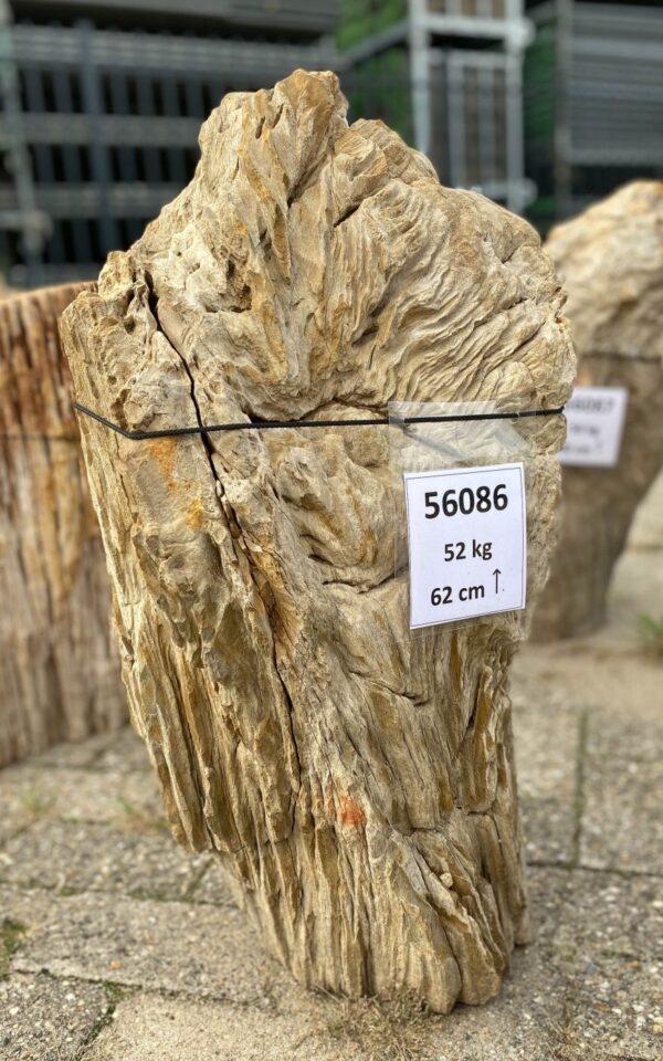 Memorial stone petrified wood 56086