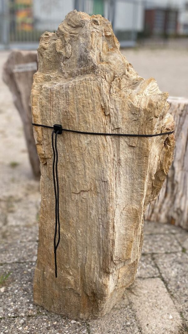 Memorial stone petrified wood 56086