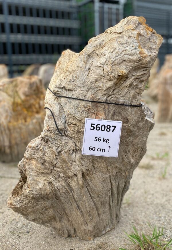 Memorial stone petrified wood 56087