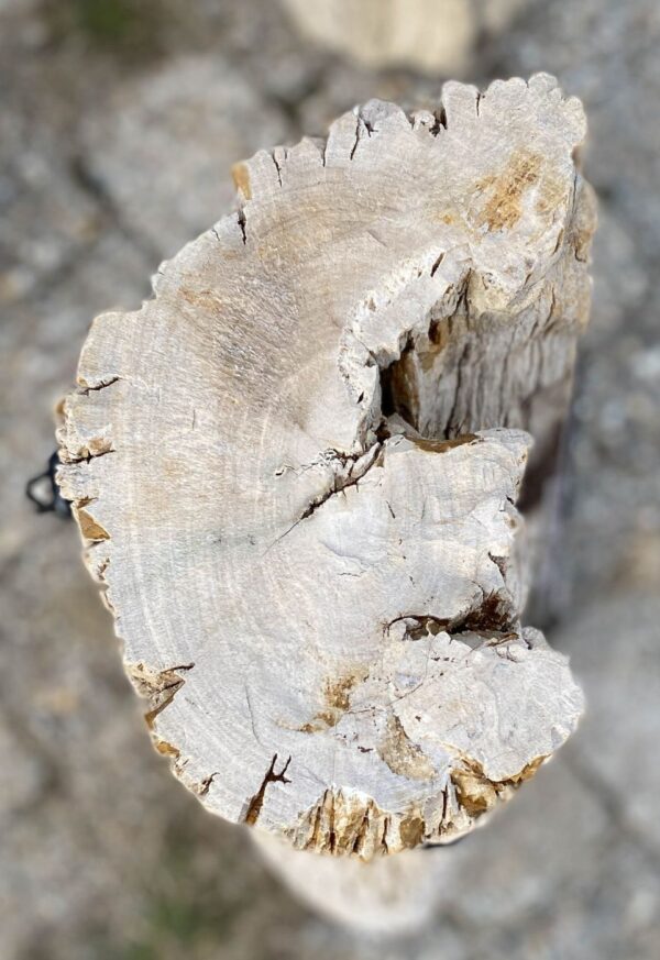 Memorial stone petrified wood 56088