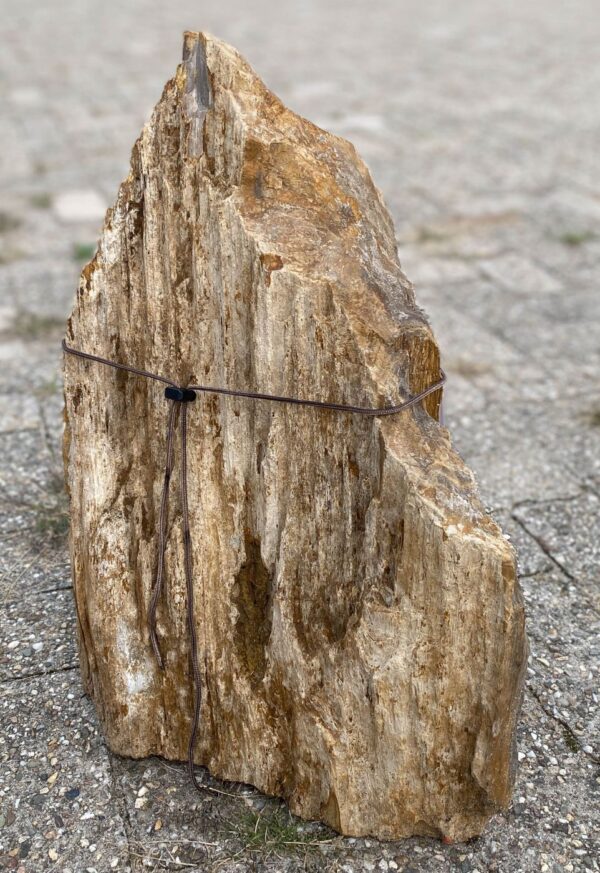 Memorial stone petrified wood 56089