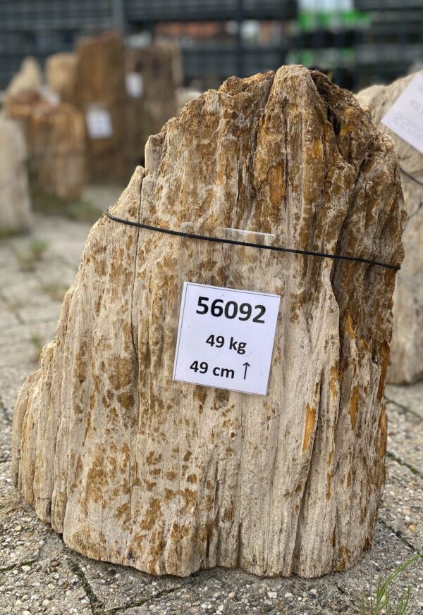 Memorial stone petrified wood 56092