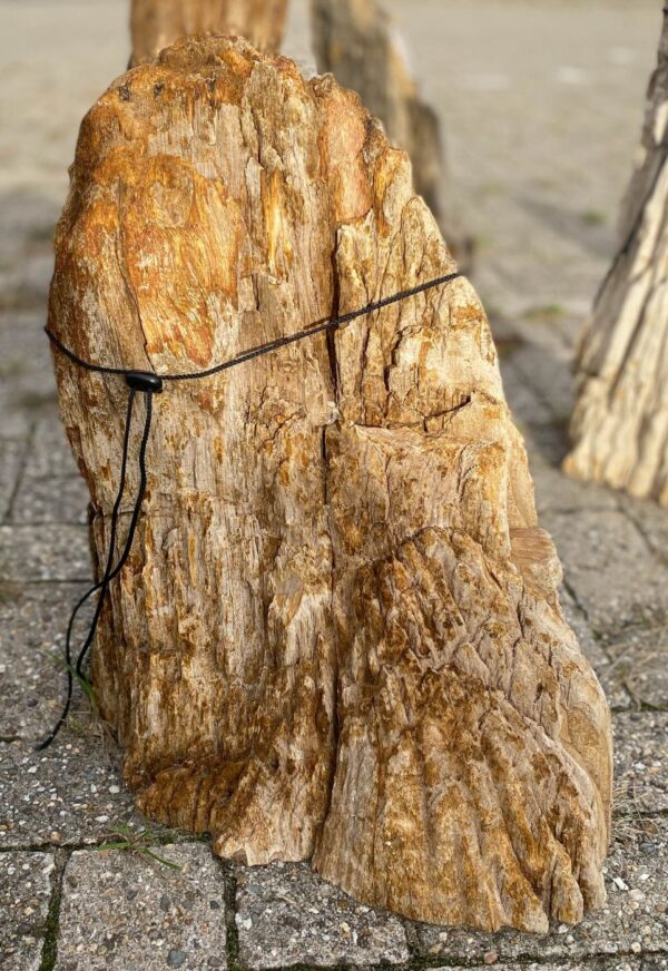 Memorial stone petrified wood 56092