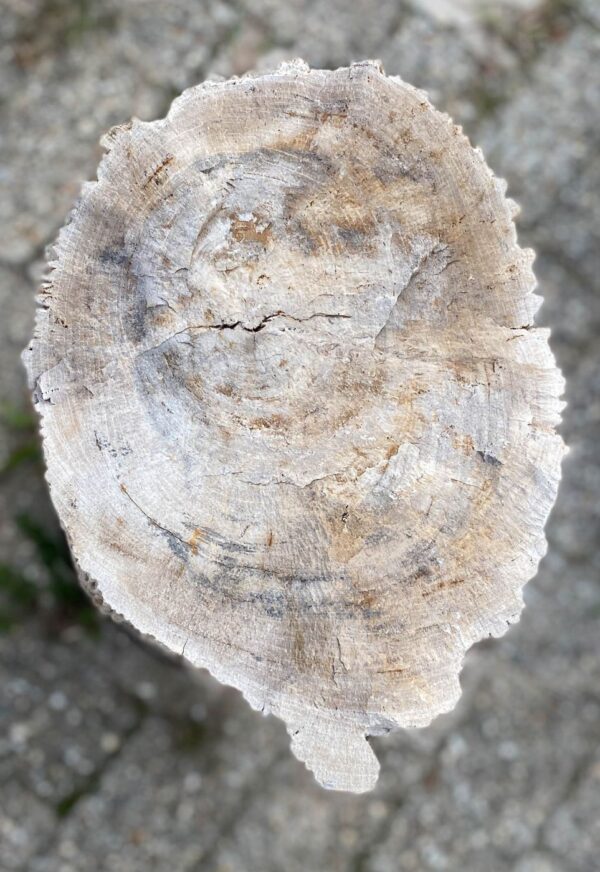 Memorial stone petrified wood 56096