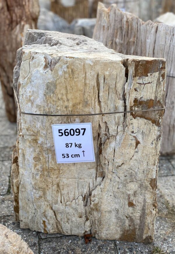 Memorial stone petrified wood 56097