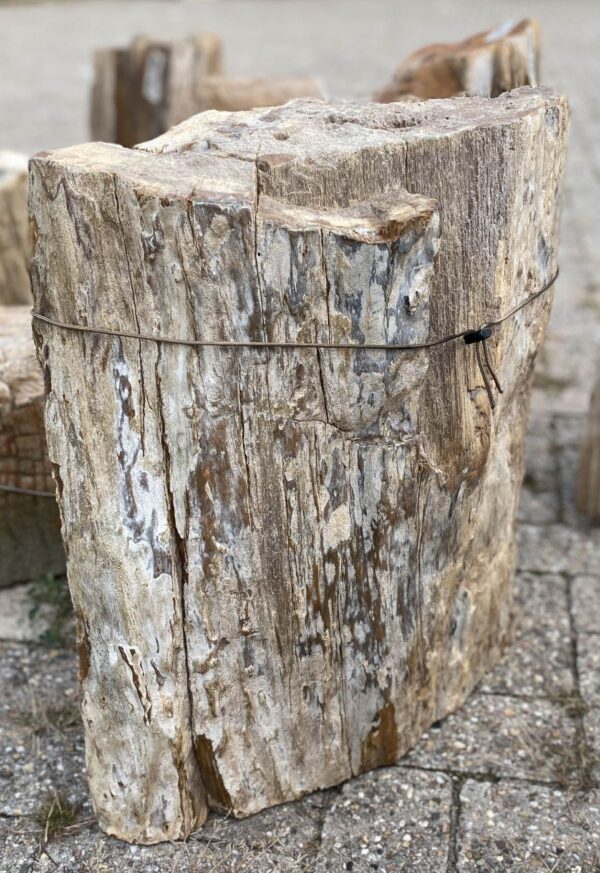 Memorial stone petrified wood 56097