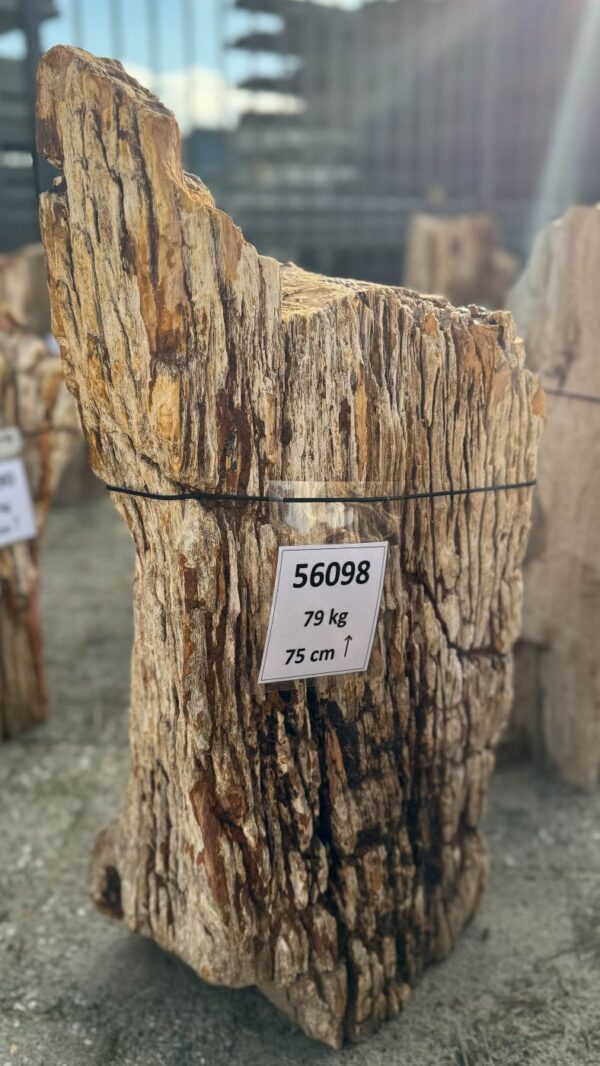 Memorial stone petrified wood 56098