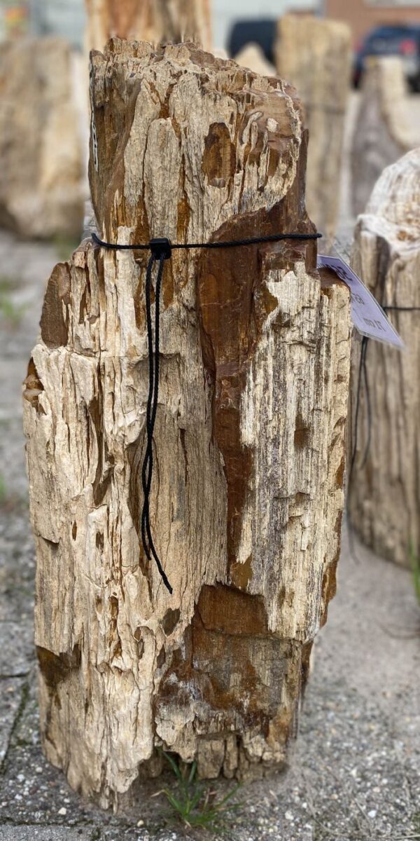 Memorial stone petrified wood 56099