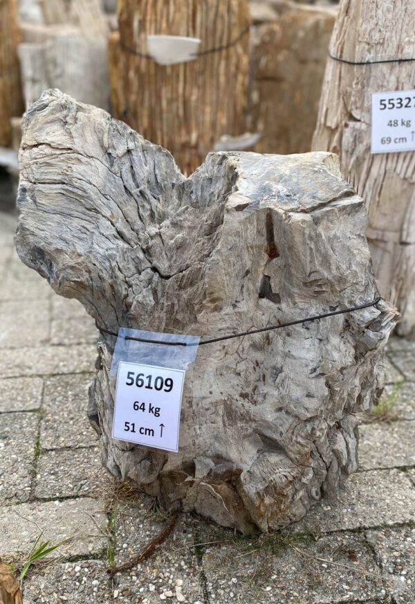 Memorial stone petrified wood 56109