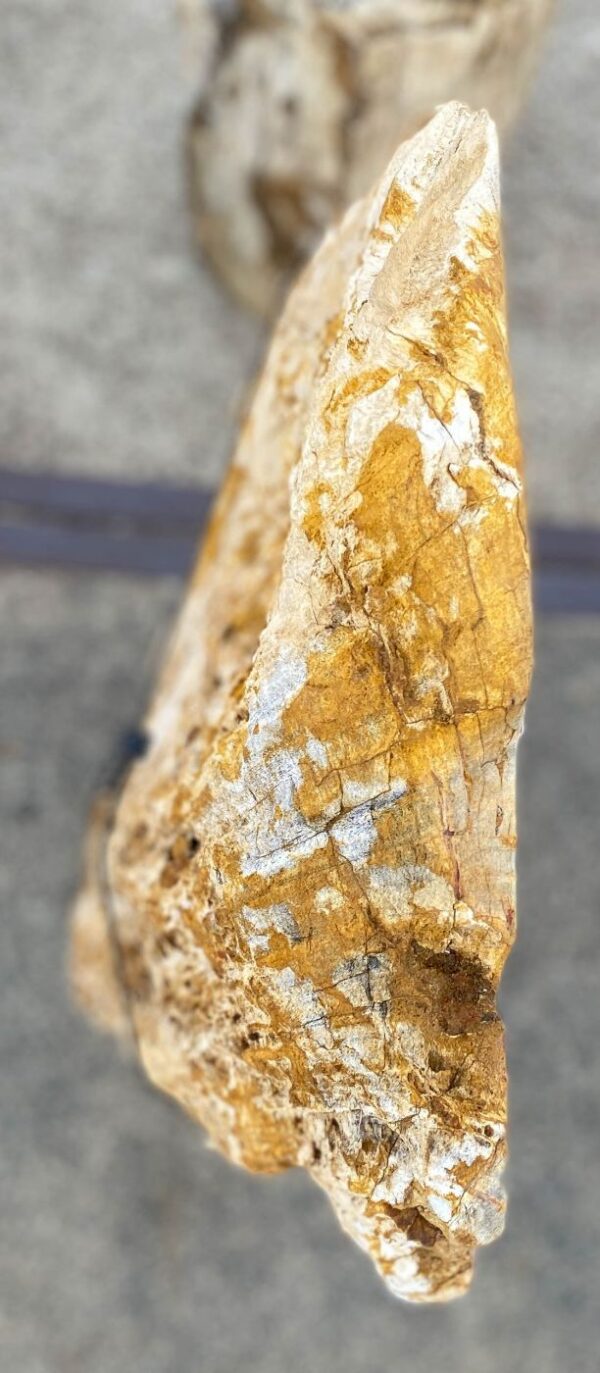 Memorial stone petrified wood 56110