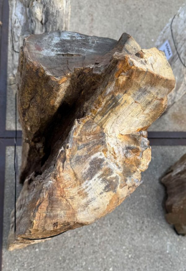 Memorial stone petrified wood 56111