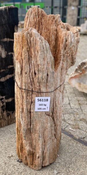 Memorial stone petrified wood 56118