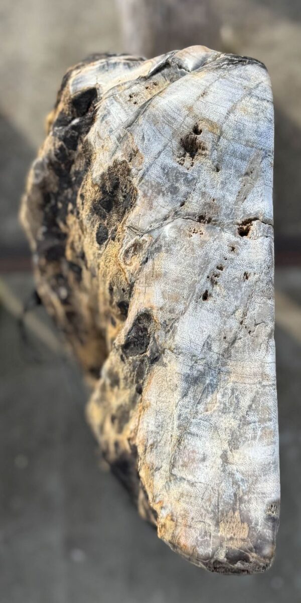 Memorial stone petrified wood 56132