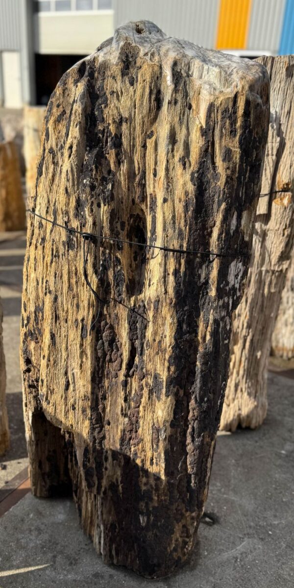 Memorial stone petrified wood 56132