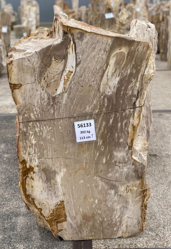 Memorial stone petrified wood 56133