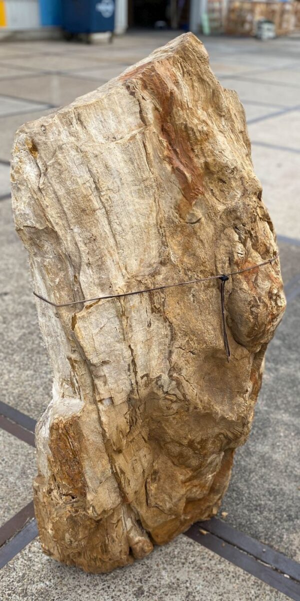 Memorial stone petrified wood 56133