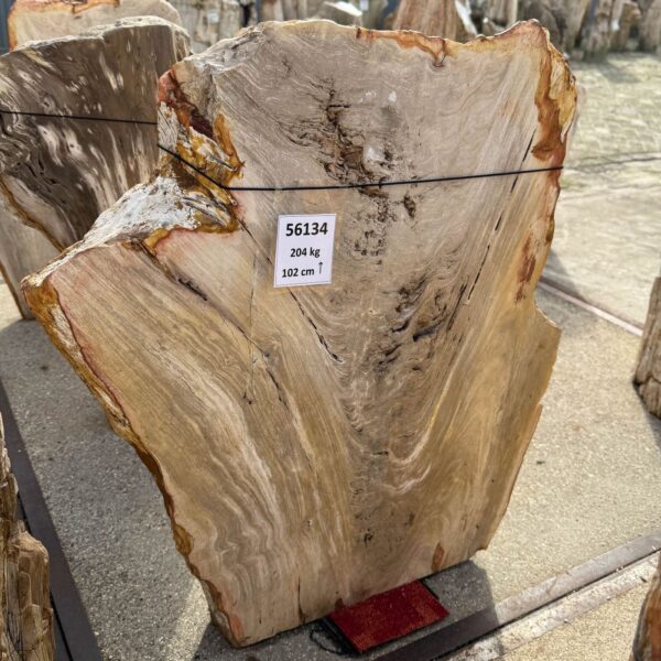 Memorial stone petrified wood 56134