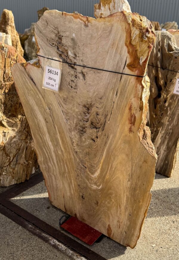 Memorial stone petrified wood 56134