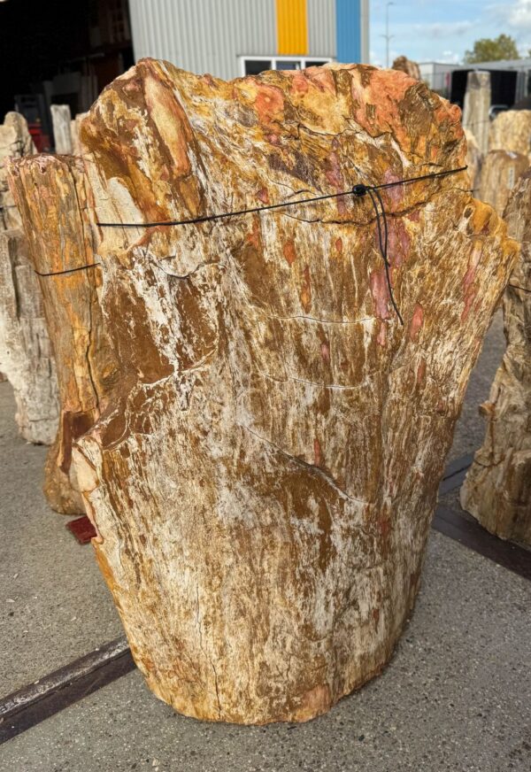 Memorial stone petrified wood 56134