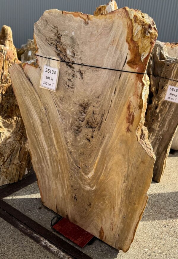 Memorial stone petrified wood 56134