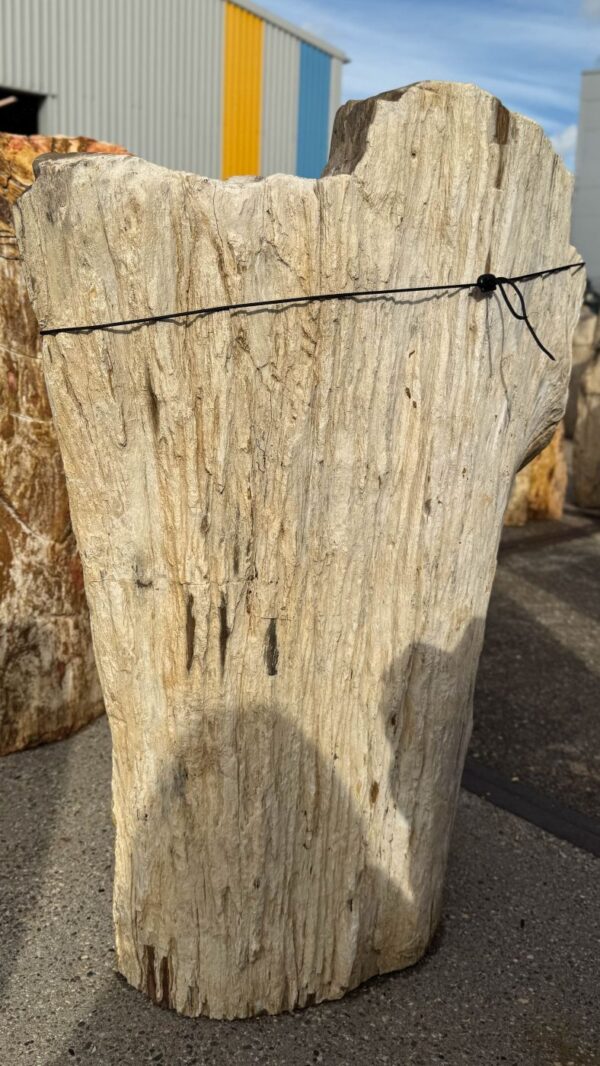 Memorial stone petrified wood 56136